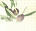 flor