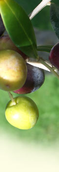 img_lateral