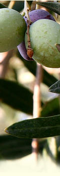 lateral_img_02