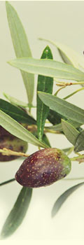 lateral_img03