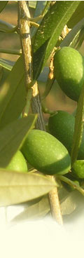 lateral_img06